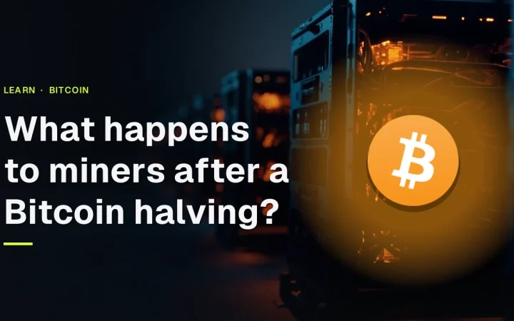 The title What happens to miners after a Bitcoin halving? with the Bitcoin logo over rows of dark mining machines glowing orange