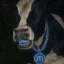 Memory cow Moo (MOO) logo